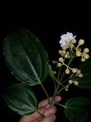 Miconia oerstediana