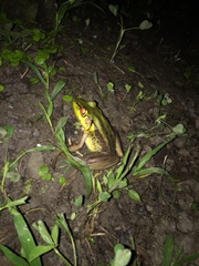 Lithobates bwana
