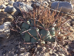 Coryphantha poselgeriana