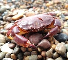 Danielethus crenulatus