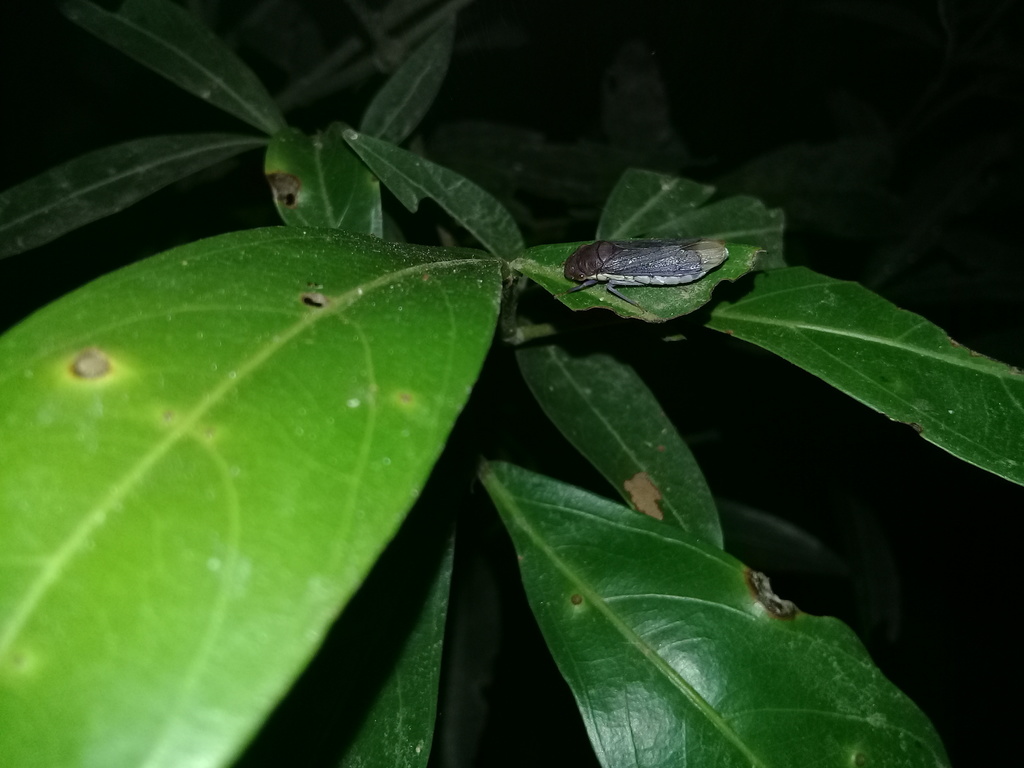 Oncometopia capricornis