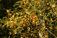 Aeschynomene montevidensis