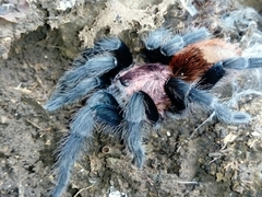 Bonnetina papalutlensis