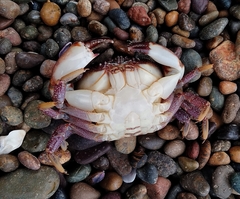 Danielethus crenulatus