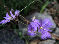 Thysanotus tuberosus tuberosus