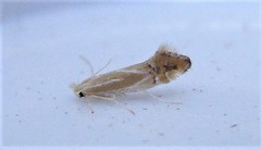 Phyllonorycter basistrigella