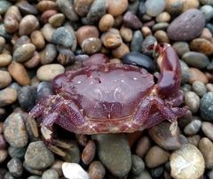 Danielethus crenulatus