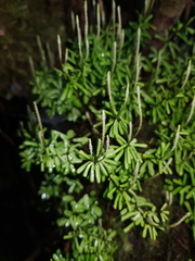 Peperomia pittieri