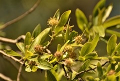 Terminalia australis