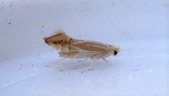 Phyllonorycter basistrigella