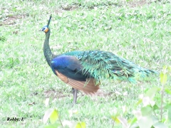 Pavo muticus