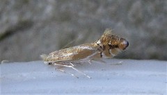 Phyllonorycter basistrigella