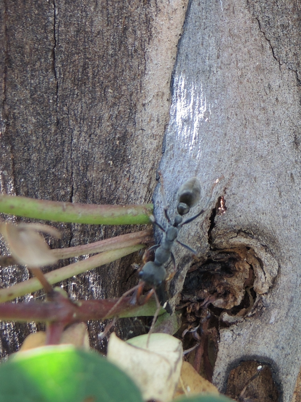 Myrmecia pulchra