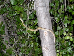 Masticophis bilineatus