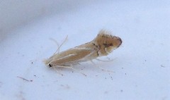 Phyllonorycter basistrigella
