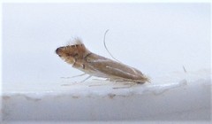 Phyllonorycter basistrigella