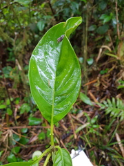 Image of Tetrorchidium costaricense