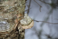 Fomes fomentarius image