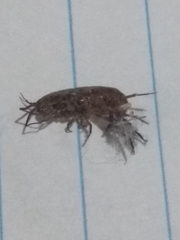 Talitroides topitotum