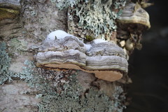 Fomes fomentarius image