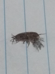 Talitroides topitotum