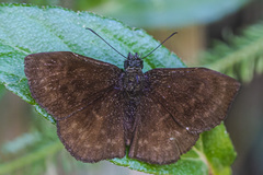 Bolla catharina
