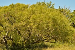 Terminalia australis