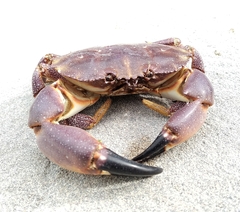 Danielethus crenulatus