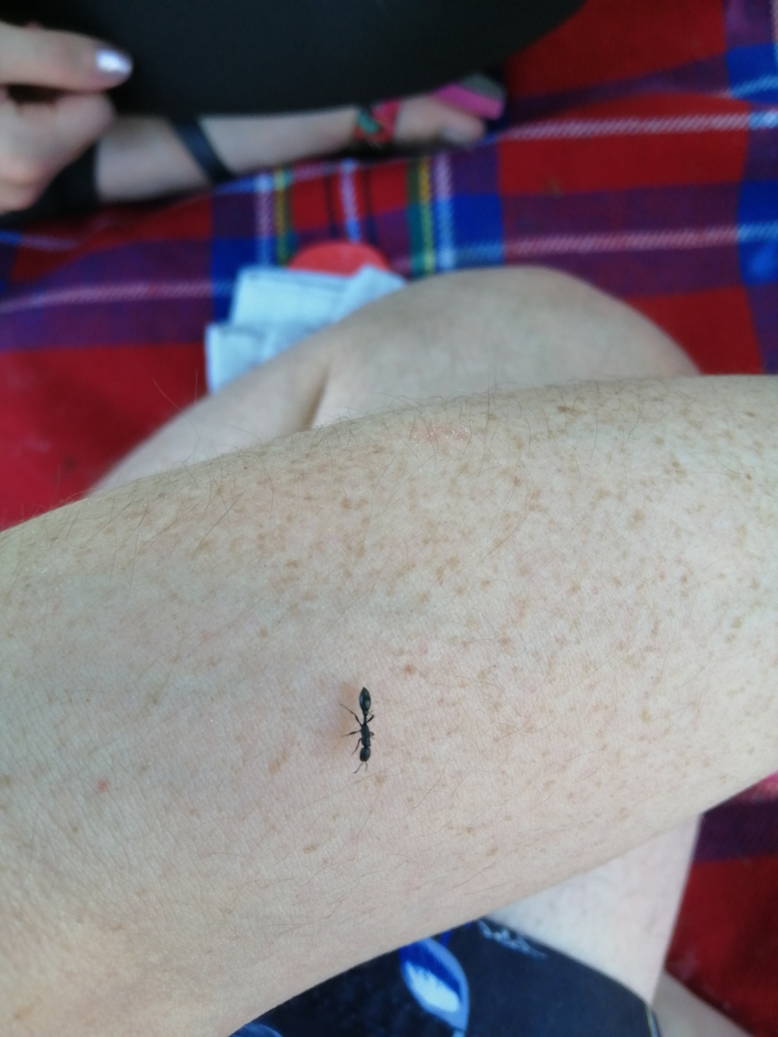Pseudomyrmex lynceus