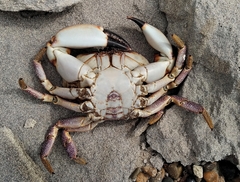 Danielethus crenulatus