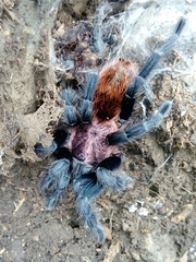 Bonnetina papalutlensis