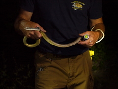 Masticophis bilineatus