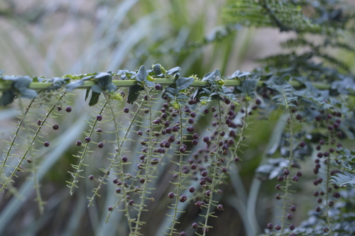 Coriaria ruscifolia image