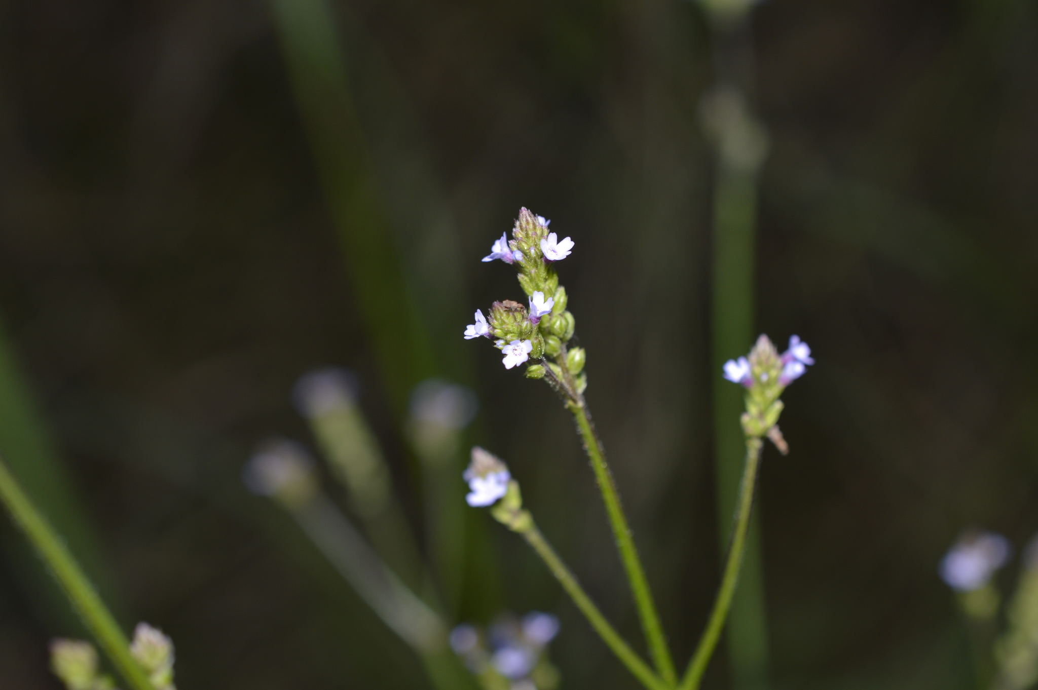 Verbena litoralis image