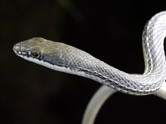 Masticophis bilineatus