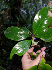 Palicourea axillaris