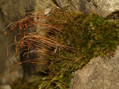 Ptychostomum imbricatulum