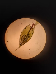 Ptychostomum imbricatulum