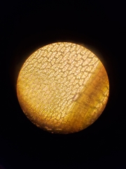 Ptychostomum imbricatulum