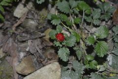 Image of Potentilla indica