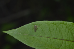 Evansolidia