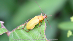 Cteniopinus