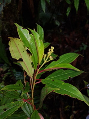 Miconia theizans