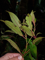 Miconia theizans