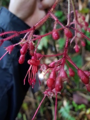 Miconia melanotricha