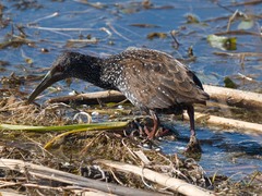 Pardirallus maculatus