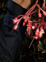 Miconia melanotricha