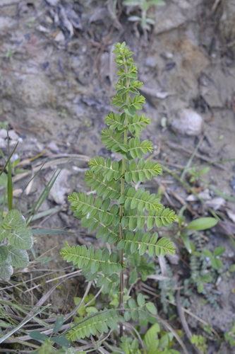 Coriaria image