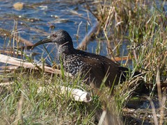 Pardirallus maculatus