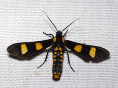 Phoenicoprocta hampsonii